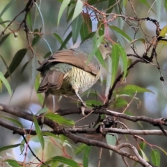 Ptilonorhynchus violaceus (Satin Bowerbird) at Wodonga, VIC - 25 May 2024 by KylieWaldon