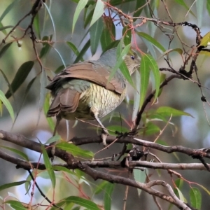 Ptilonorhynchus violaceus at Willow Park - 25 May 2024