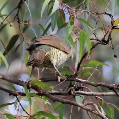 Ptilonorhynchus violaceus at Willow Park - 25 May 2024 by KylieWaldon