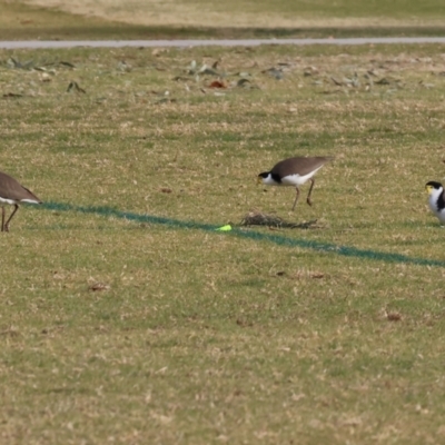 Vanellus miles (Masked Lapwing) at Willow Park - 24 May 2024 by KylieWaldon