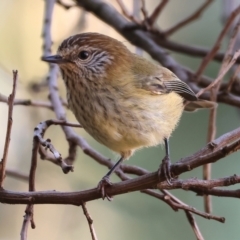 Acanthiza lineata (Striated Thornbill) at Wodonga Regional Park - 26 May 2024 by KylieWaldon