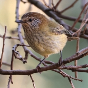 Acanthiza lineata at Wodonga - 26 May 2024