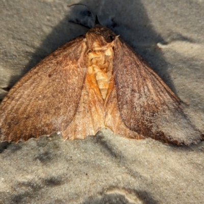 Unidentified Other moth at Jervis Bay Marine Park - 23 May 2024 by JodieR