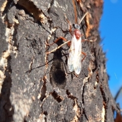 Unidentified Wasp (Hymenoptera, Apocrita) at suppressed - 13 May 2024 by JenniM
