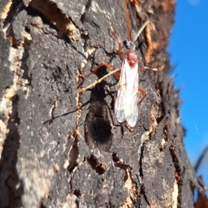 Myrmecia nigriceps at Springrange, NSW - 13 May 2024 12:40 PM