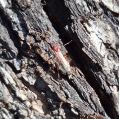 Myrmecia nigriceps at Springrange, NSW - 13 May 2024 12:40 PM