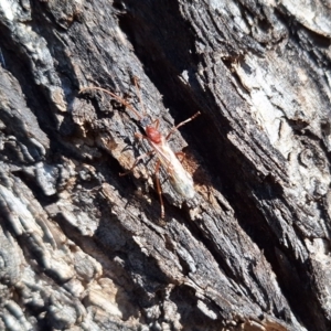 Myrmecia nigriceps at Springrange, NSW - 13 May 2024 12:40 PM