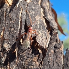 Myrmecia nigriceps at Springrange, NSW - 13 May 2024 12:40 PM