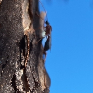 Myrmecia nigriceps at Springrange, NSW - 13 May 2024 12:40 PM