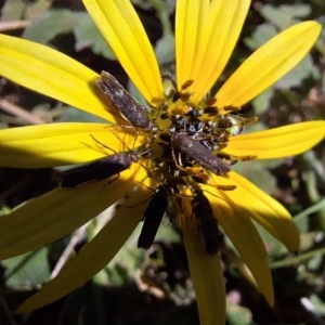 Scythrididae (family) at Mount Majura - 13 May 2024