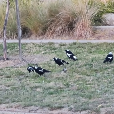 Gymnorhina tibicen (Australian Magpie) at Mawson, ACT - 26 May 2024 by Mike