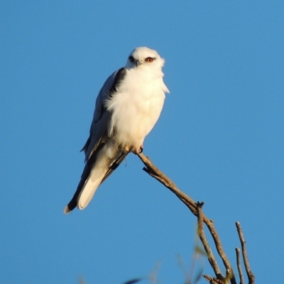 Elanus axillaris (Black-shouldered Kite) at Mount Duneed, VIC - 26 May 2024 by WendyEM