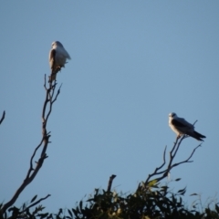 Elanus axillaris at Mount Duneed, VIC - 26 May 2024