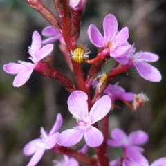 Stylidium armeria subsp. armeria (thrift trigger plant) at QPRC LGA - 25 May 2024 by RobG1