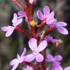 Stylidium armeria subsp. armeria (Trigger Plant) at Snowball, NSW - 25 May 2024 by RobG1