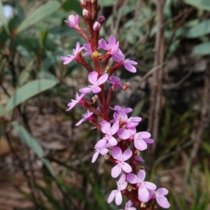 Stylidium armeria subsp. armeria at Deua National Park (CNM area) - 25 May 2024 11:01 AM