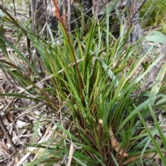 Stylidium armeria subsp. armeria at Deua National Park (CNM area) - 25 May 2024 11:01 AM