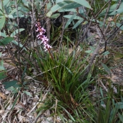 Stylidium armeria subsp. armeria at Deua National Park (CNM area) - 25 May 2024 11:01 AM