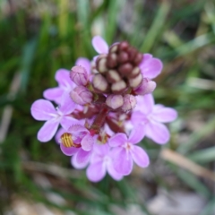 Stylidium armeria subsp. armeria at Deua National Park (CNM area) - 25 May 2024