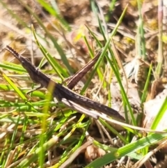 Keyacris scurra at QPRC LGA - 26 May 2024