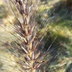 Austrostipa densiflora at Undefined - 26 May 2024 by SarahHnatiuk