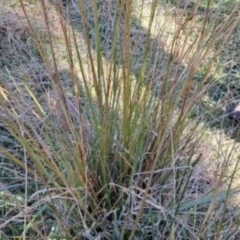 Cenchrus purpurascens at Springrange, NSW - 26 May 2024