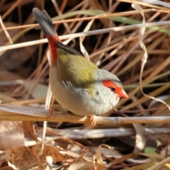 Neochmia temporalis (Red-browed Finch) at Wodonga Regional Park - 26 May 2024 by KylieWaldon