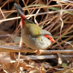 Neochmia temporalis (Red-browed Finch) at Killara, VIC - 26 May 2024 by KylieWaldon