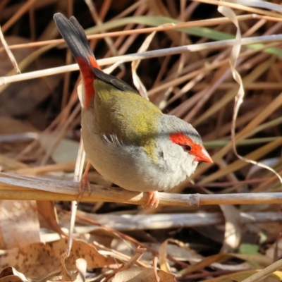 Neochmia temporalis (Red-browed Finch) at Wodonga - 26 May 2024 by KylieWaldon
