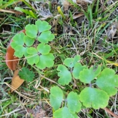 Aquilegia sp. (Granny's Bonnet, Columbine) at suppressed - 26 May 2024 by clarehoneydove