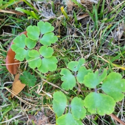 Aquilegia sp. (Granny's Bonnet, Columbine) at suppressed - 26 May 2024 by clarehoneydove