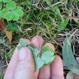 Aquilegia sp. at suppressed - suppressed