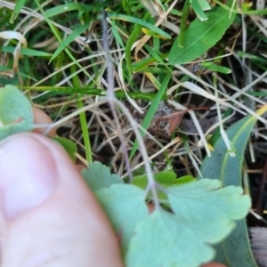 Aquilegia sp. at suppressed - suppressed