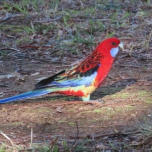 Platycercus elegans x eximius (hybrid) at Symonston, ACT - 26 May 2024