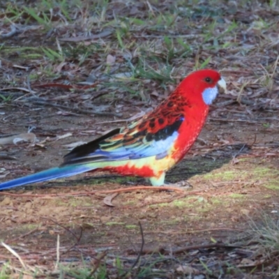 Platycercus elegans at Symonston, ACT - 26 May 2024 by RodDeb