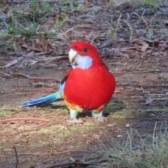 Platycercus elegans x eximius (hybrid) at Symonston, ACT - 26 May 2024