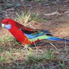 Platycercus elegans x eximius (hybrid) at Symonston, ACT - 26 May 2024