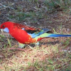 Platycercus elegans x eximius (hybrid) at Symonston, ACT - 26 May 2024 02:46 PM