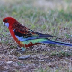 Platycercus elegans x eximius (hybrid) at Symonston, ACT - 26 May 2024