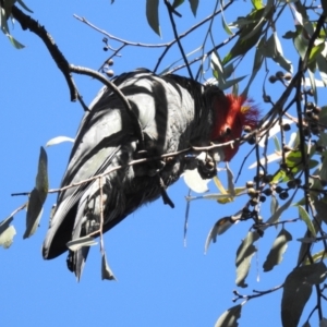 Callocephalon fimbriatum at Kambah, ACT - suppressed