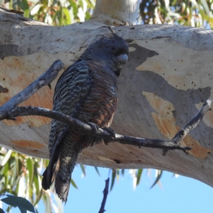 Callocephalon fimbriatum at Kambah, ACT - suppressed