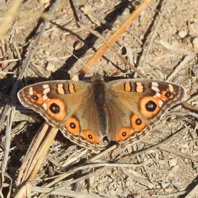 Junonia villida (Meadow Argus) at Kambah, ACT - 26 May 2024 by HelenCross