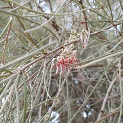 Amyema cambagei (Sheoak Mistletoe) at Kambah, ACT - 25 May 2024 by HelenCross