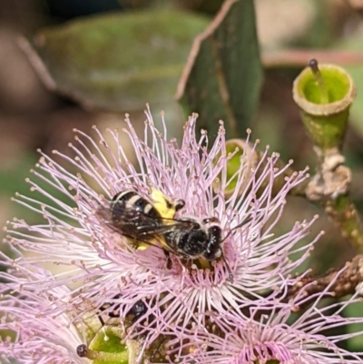 Unidentified Bee (Hymenoptera, Apiformes) at Dubbo, NSW - 27 Apr 2024 by PaperbarkNativeBees