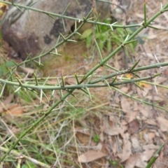 Discaria pubescens (Australian Anchor Plant) at Kambah, ACT - 25 May 2024 by HelenCross