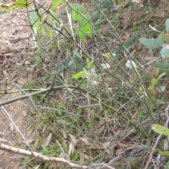 Discaria pubescens at Lions Youth Haven - Westwood Farm A.C.T. - 25 May 2024 12:59 PM