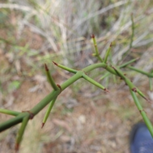 Discaria pubescens at Lions Youth Haven - Westwood Farm A.C.T. - 25 May 2024 12:59 PM