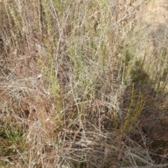 Discaria pubescens at Lions Youth Haven - Westwood Farm A.C.T. - 25 May 2024 12:59 PM