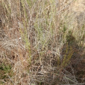 Discaria pubescens at Lions Youth Haven - Westwood Farm A.C.T. - 25 May 2024 12:59 PM