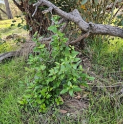 Viburnum tinus (Laurustinus) at Hawker, ACT - 25 May 2024 by sangio7